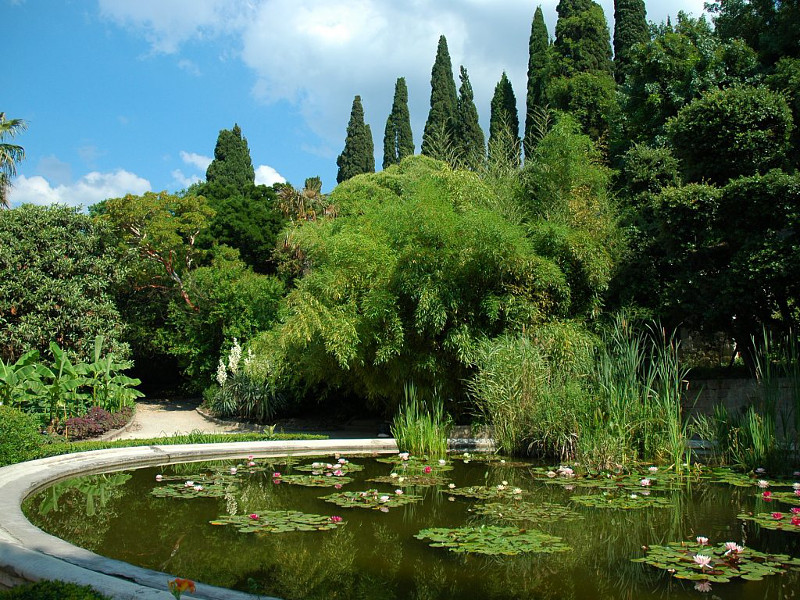 Бассейн с каспийскими лотосами Никитского ботанического сада